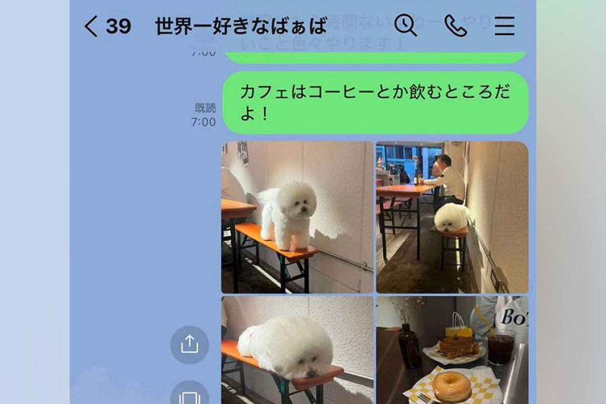 おばあちゃんにLINEで『カフェにいた犬の写真』を送った結果→思わずニヤける『返信内容』に54万再生の反響「かわいい」「逆におもろいｗ」