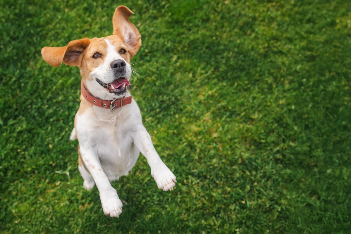 犬が『嬉しさをアピールしている』ときにみせる行動5つ　愛犬はどんなことで喜ぶの？