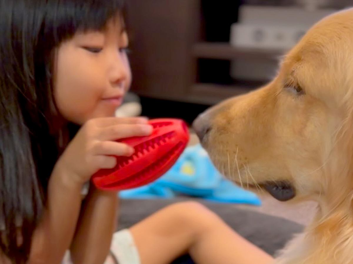 向かい合って遊ぶ『6歳の女の子と大型犬』→仲良しすぎて…もはや『本物の兄妹』のような光景に反響「信頼しあってるの分かる」「優しい」