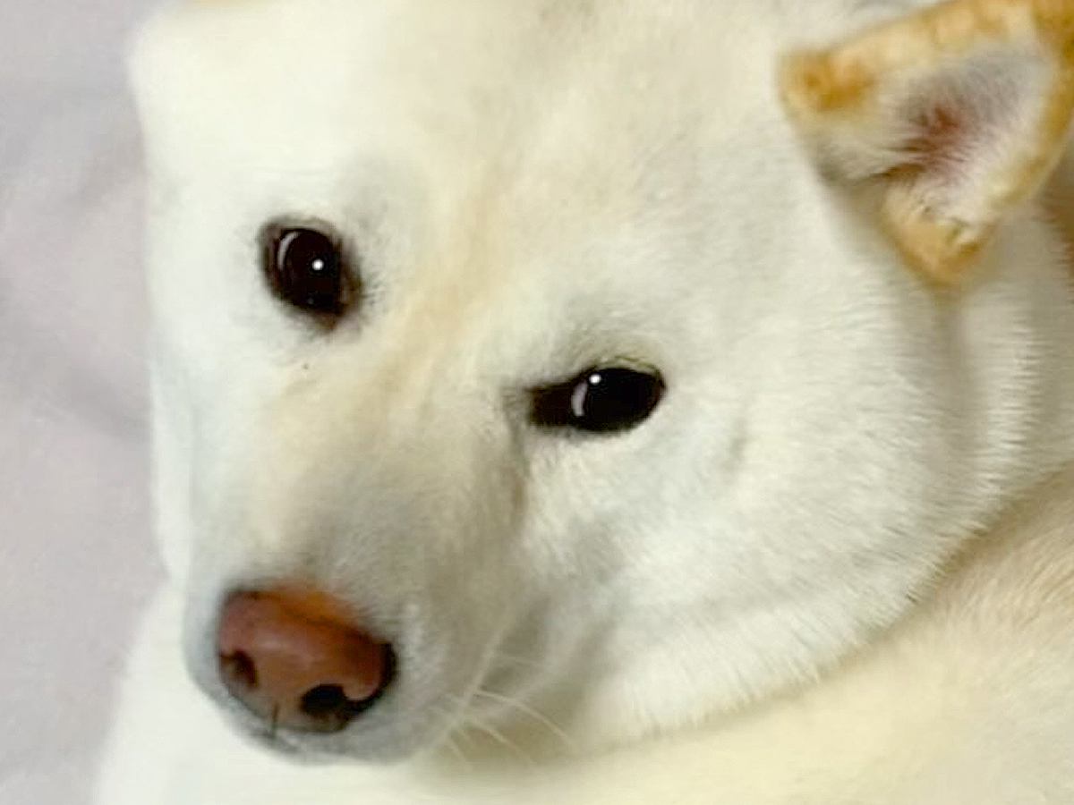 『5年間、柴犬と暮らして分かったこと』お迎え前にイメージしていたことが…ことごとく裏切られる記録に88万再生の反響「ニヤけた」「最高」