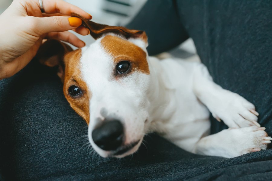 飼い主が出かけるのを阻止にするために犬がしている行動７つ