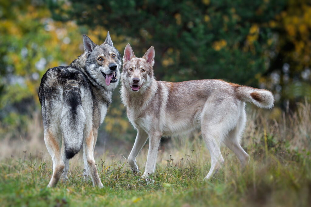 【獣医師監修】ウルフドッグ｜狼犬の特徴と性格、日本で飼えるのかや価格相場まで解説