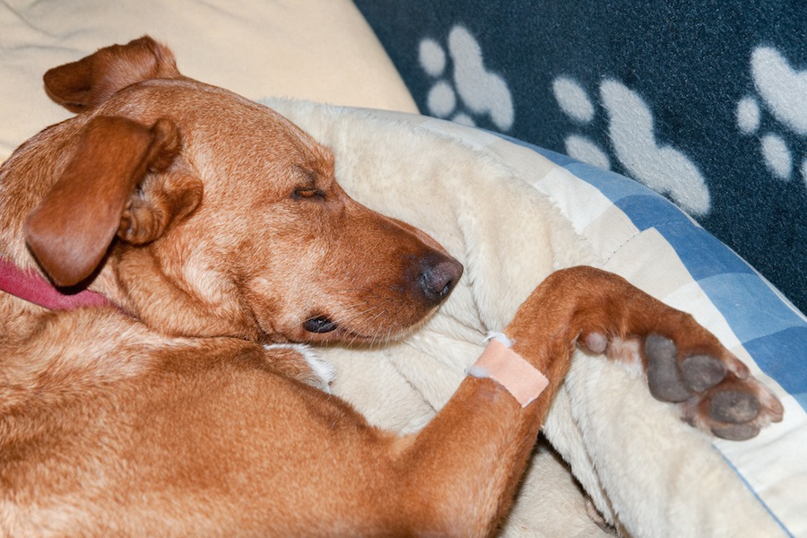 犬が自分の傷口を舐める理由と対策3つ