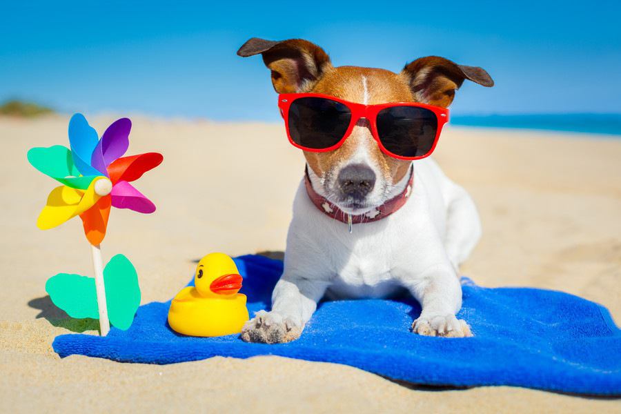 犬と水遊びをする時に必要な物と注意点