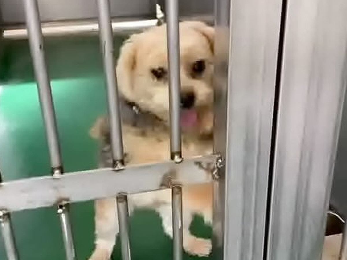 飼い主によって収容所に持ち込まれた犬→必死で檻をカリカリして…現在も続く行動と『意味の違い』に涙「幸せなカリカリで泣いた」と3万再生