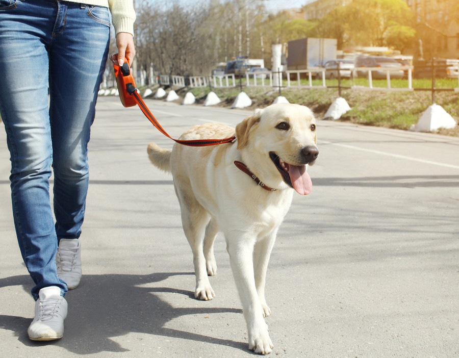 犬の散歩を炎天下でする危険性について