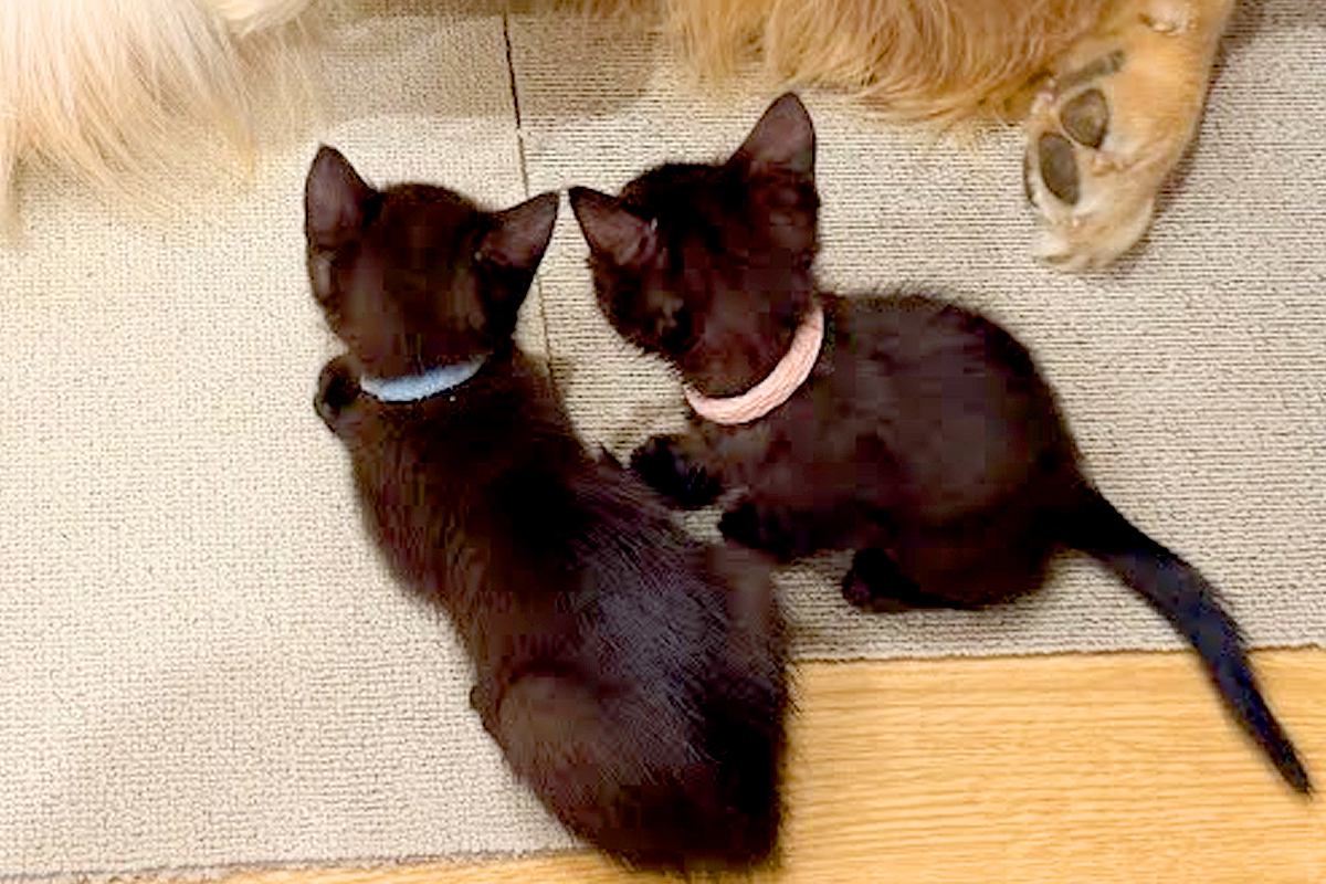 猛暑の中、捨てられていた2匹の子猫を保護→家にいる『大型犬』と会わせた結果…まさかの『尊い光景』が22万再生「なんて健気」「優しさの塊」