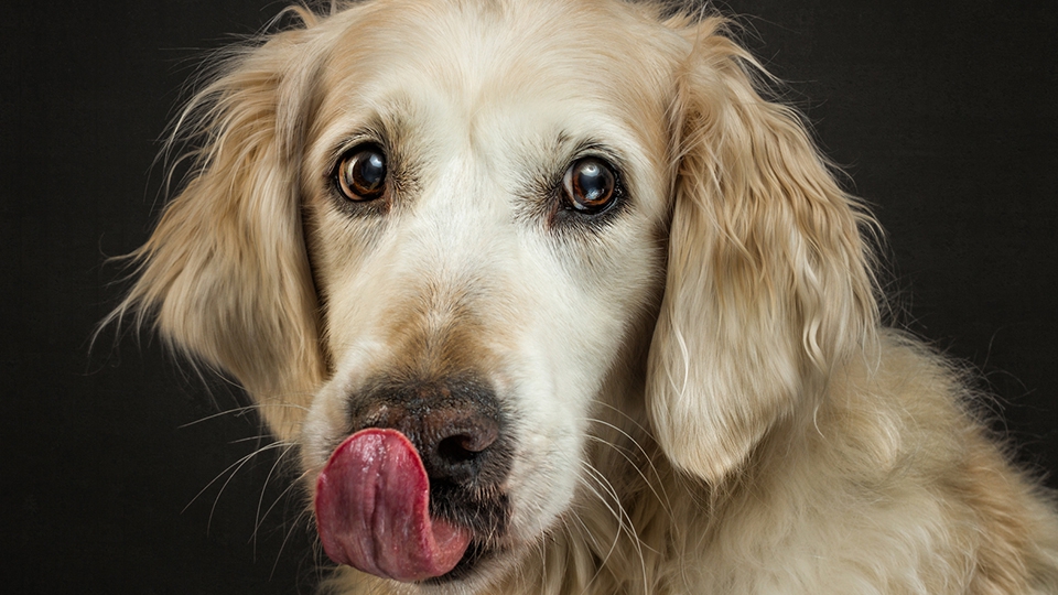 犬はカツオを食べても大丈夫！鰹の与え方や与える際の注意点を解説