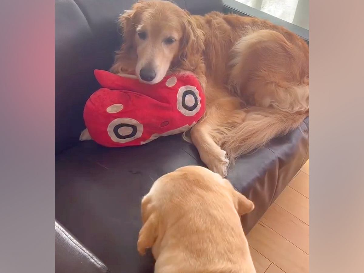 小さなソファで転がる大型犬→もう1匹が『どうしても座りたい』と近づいて…愛おしすぎる『試行錯誤する光景』が256万再生「座れたけどｗｗ」