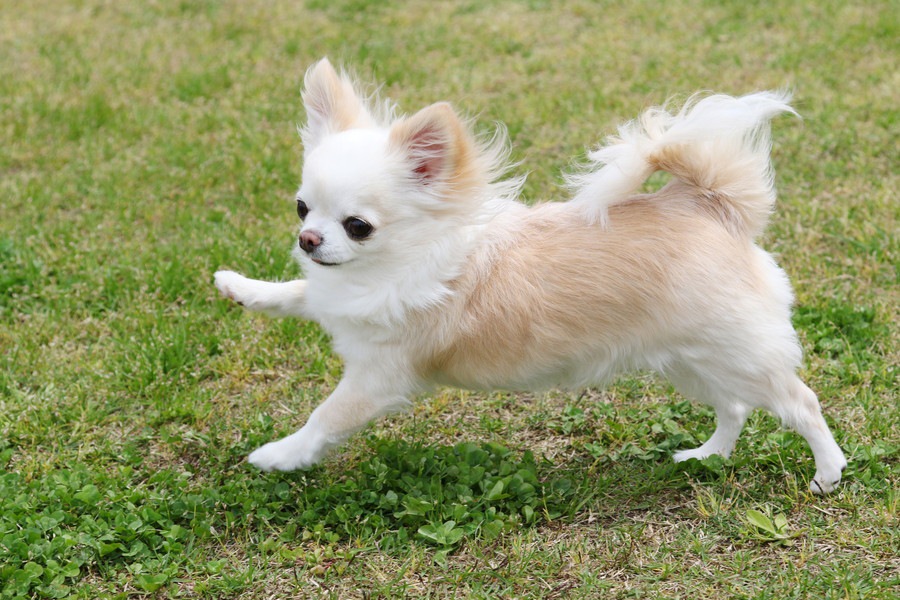 パテラは小型犬がかかりやすい病気！症状や原因、治療法まで