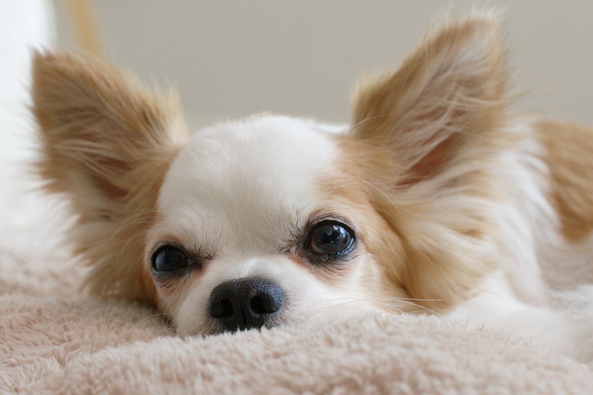 犬が『フーッ』とため息を出す心理とは？4つの理由を解説