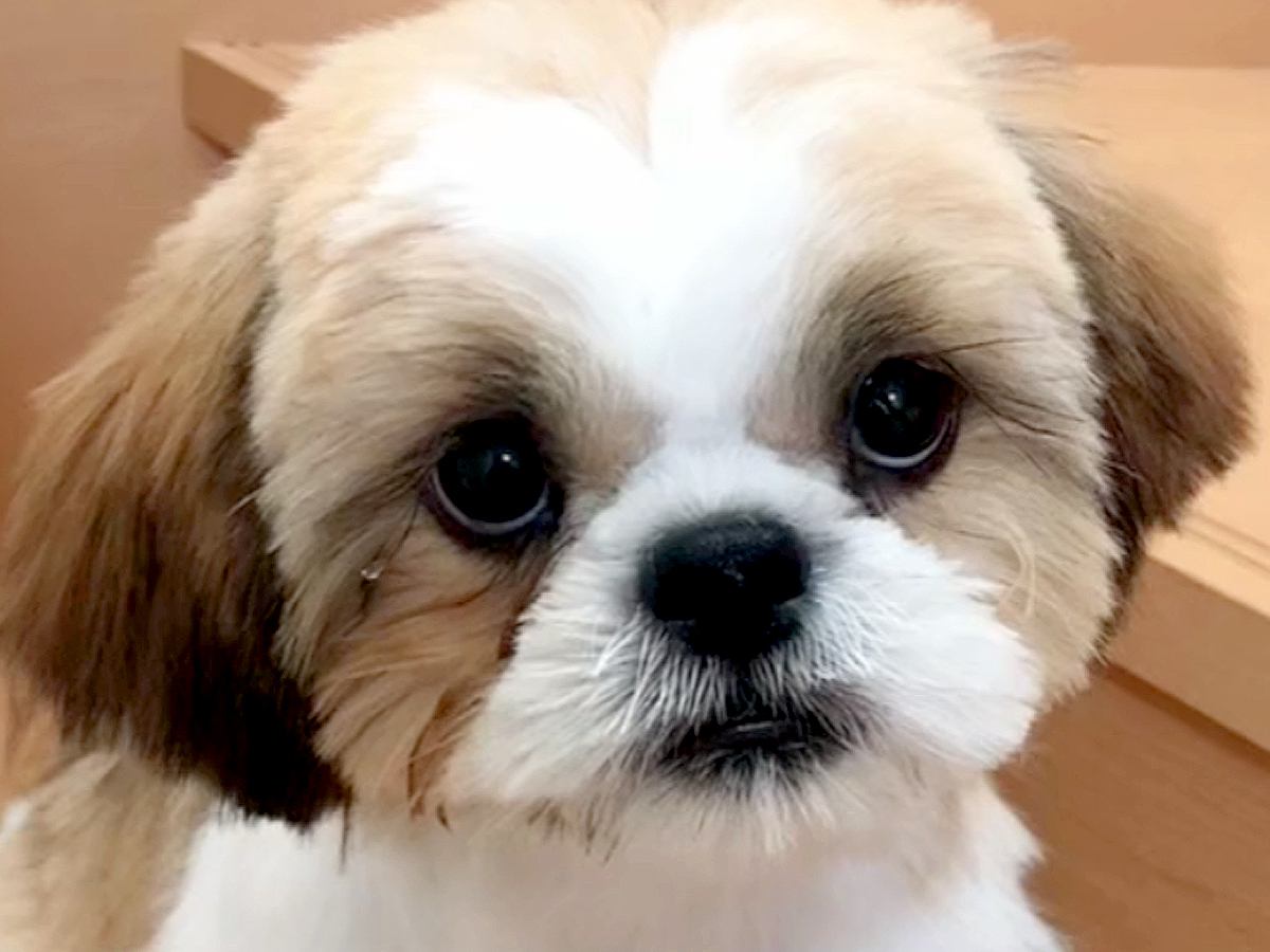 まるで天使のような赤ちゃん犬→まさかの『ぶちゃいくに進化していく光景』が面白かわいいと52万再生「睨んでるｗ」「うちも同じ」と絶賛