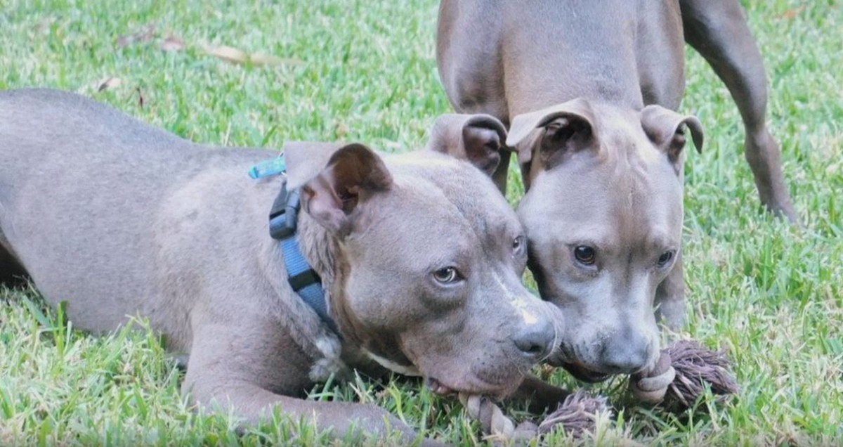 路上で保護！ひどい皮膚病の子犬がつかんだ幸せライフ