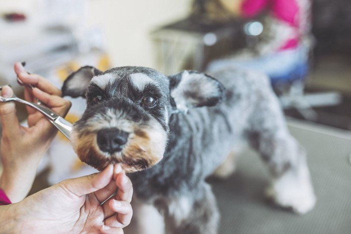 かわいさと健康のどちらをとる？犬のトリミングの重要性