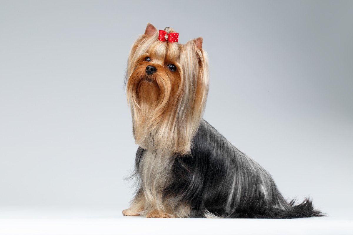 犬の被毛を美しく維持するポイント5つ　毛並みを良くするためのお手入れのコツまで