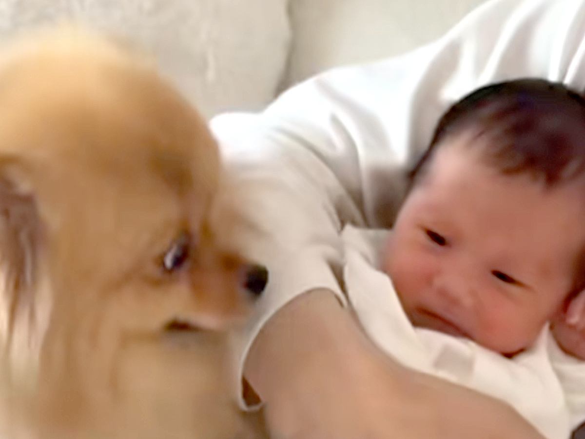 『生まれて４日赤ちゃん』と犬を会わせてみた結果→嬉しくなりすぎて…思った以上に『感情ダダ漏れな光景』に反響「お姉ちゃんだ」「しっぽ凄い」