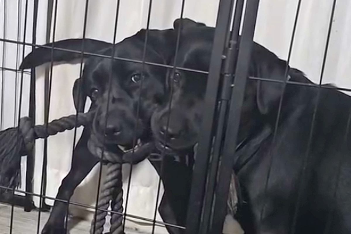 大型犬の親子が喧嘩→ヒートアップしてきたので『一言』伝えた、次の瞬間…まさかのリアクションが75万再生「平和な解決策」「最後笑ったｗ」