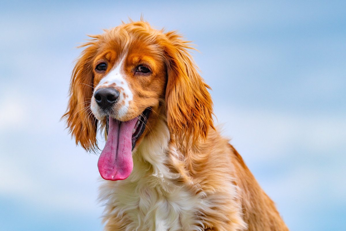 暑くない日に『犬がハアハアする』理由6選　今すぐに病院へ行くべき危険なサインまで