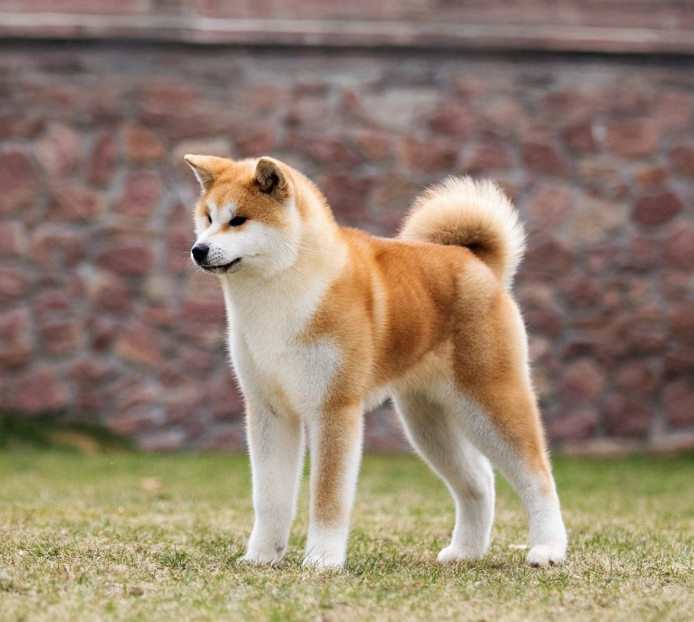 【獣医師監修】秋田犬ってどんな犬種？特徴と性格や飼い方・価格相場まで解説