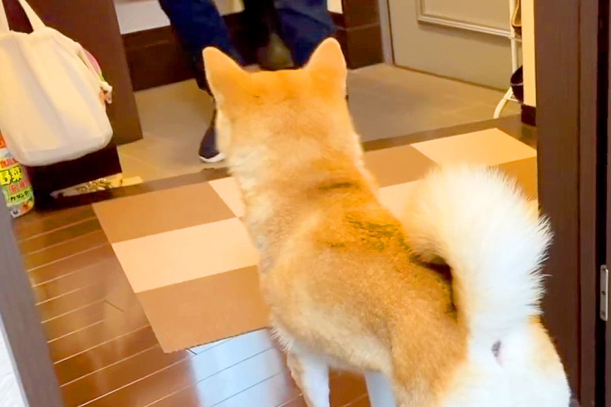 仕事が忙しく『休日出勤』する父→犬がお見送りした後、寂しがって…今すぐに帰りたくなる光景に反響「涙が出るほど健気…」「なんていじらしい」