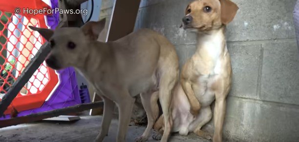 犬の夫婦が住宅の敷地に現れて出産！きずなの強い家族を保護。