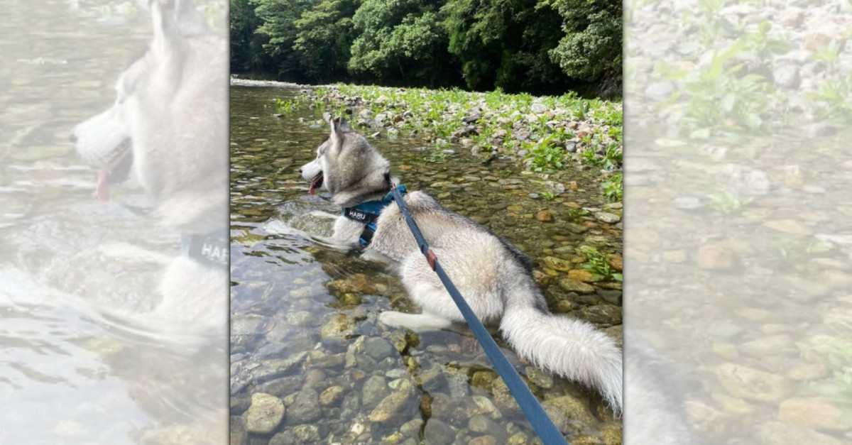 川は浸かるもの！涼を感じているハスキーさんがSNSで話題