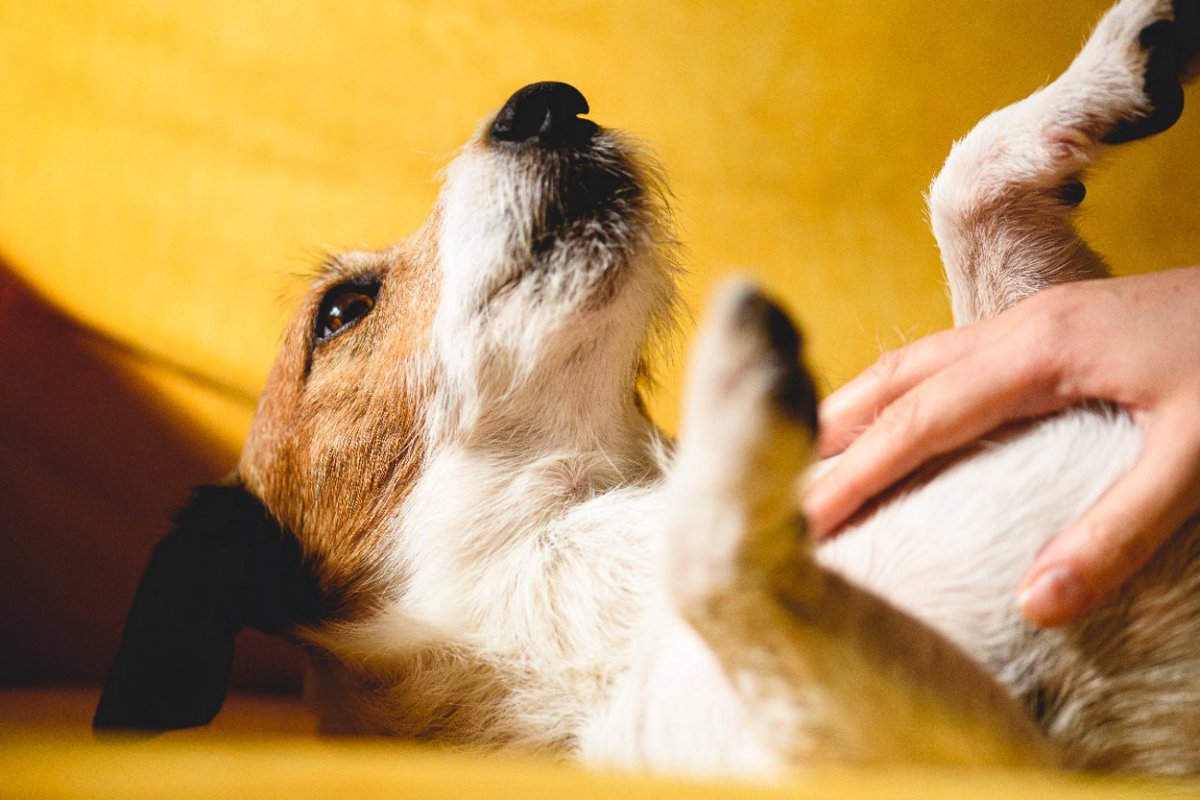 犬が『苦手な人』に取りがちな行動4選！仲良くなる方法は？