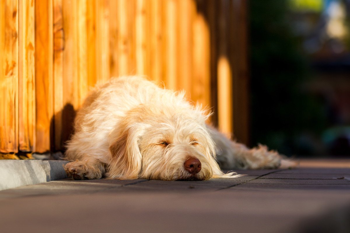 犬の毛質を悪くしてしまうNG行動4選　「逆効果ってこともあるのか」「なるほど気をつけよう」