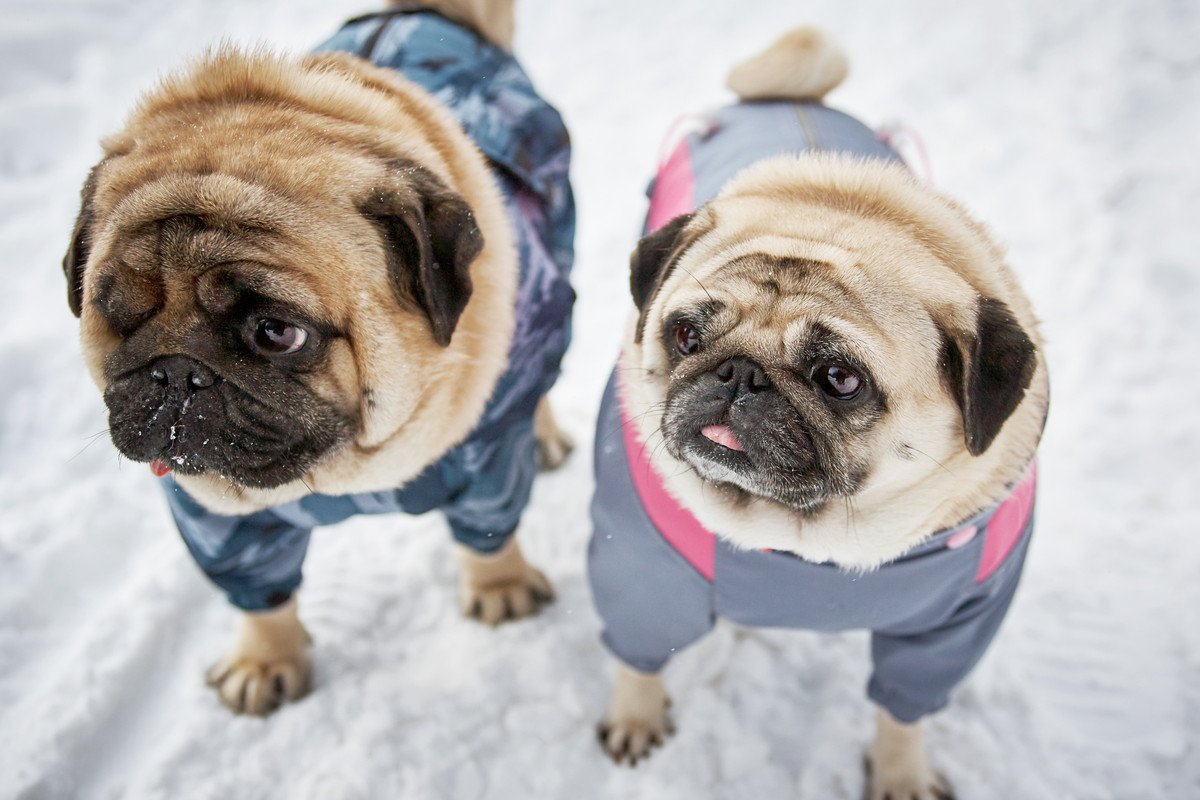 犬の足って冬は寒くないの？靴を履かせる必要性はある？