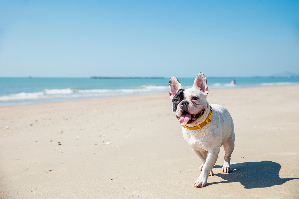 犬が『暑いよ～』と言っている時の仕草や行動5選