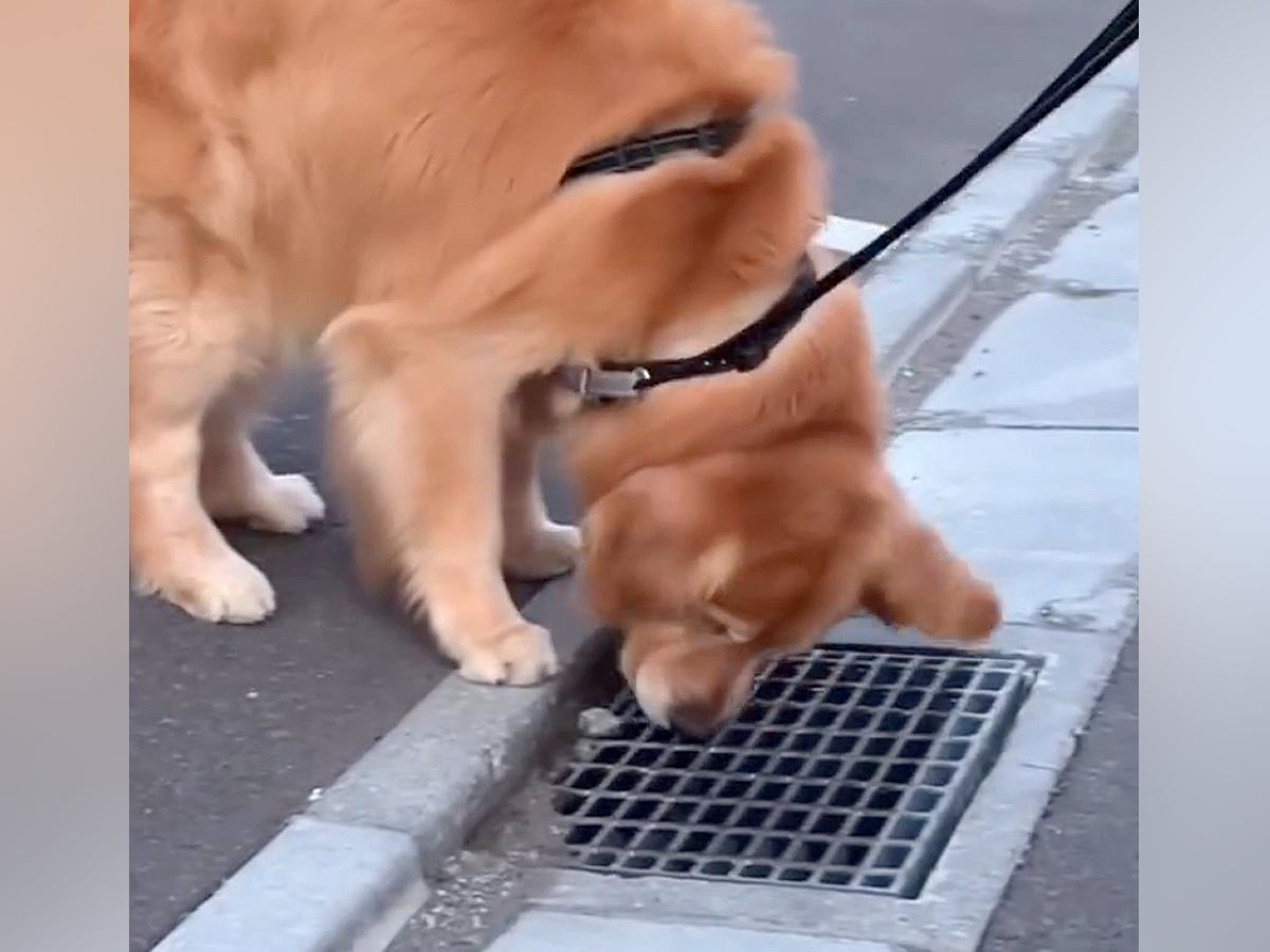散歩中の大型犬が『なぜか足を止めた』と思ったら…予想外すぎる『まさかの行動』が16万再生「笑っちゃったｗ」「普通避けるのにｗ」と反響