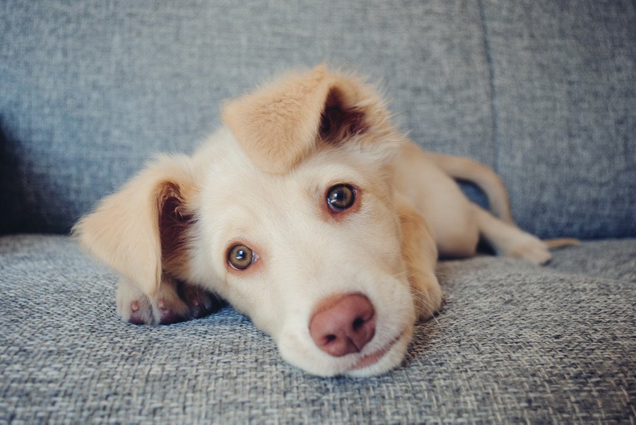 犬が『飼い主の顔の近くで寝る』心理５選！眠る位置によって気持ちが異なるって本当？