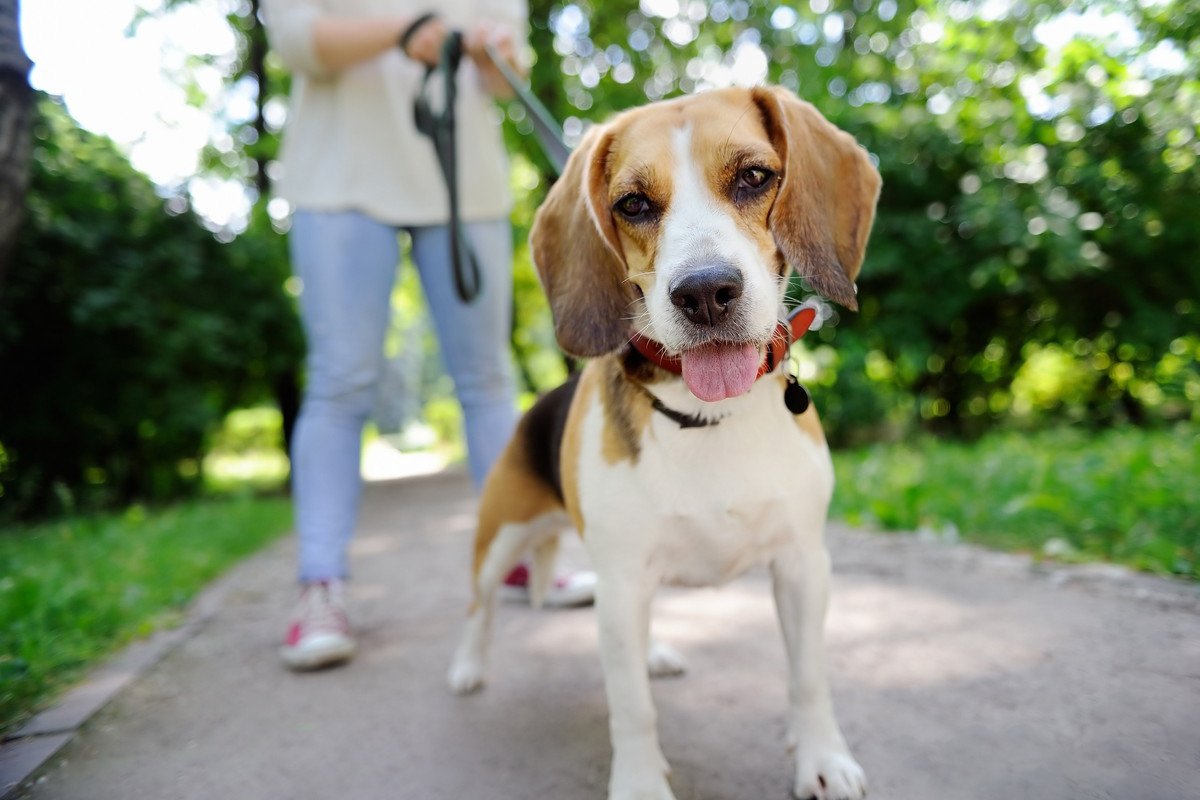 犬のお散歩コースは毎回変えるべき？同じコースを歩いたほうがいいの？