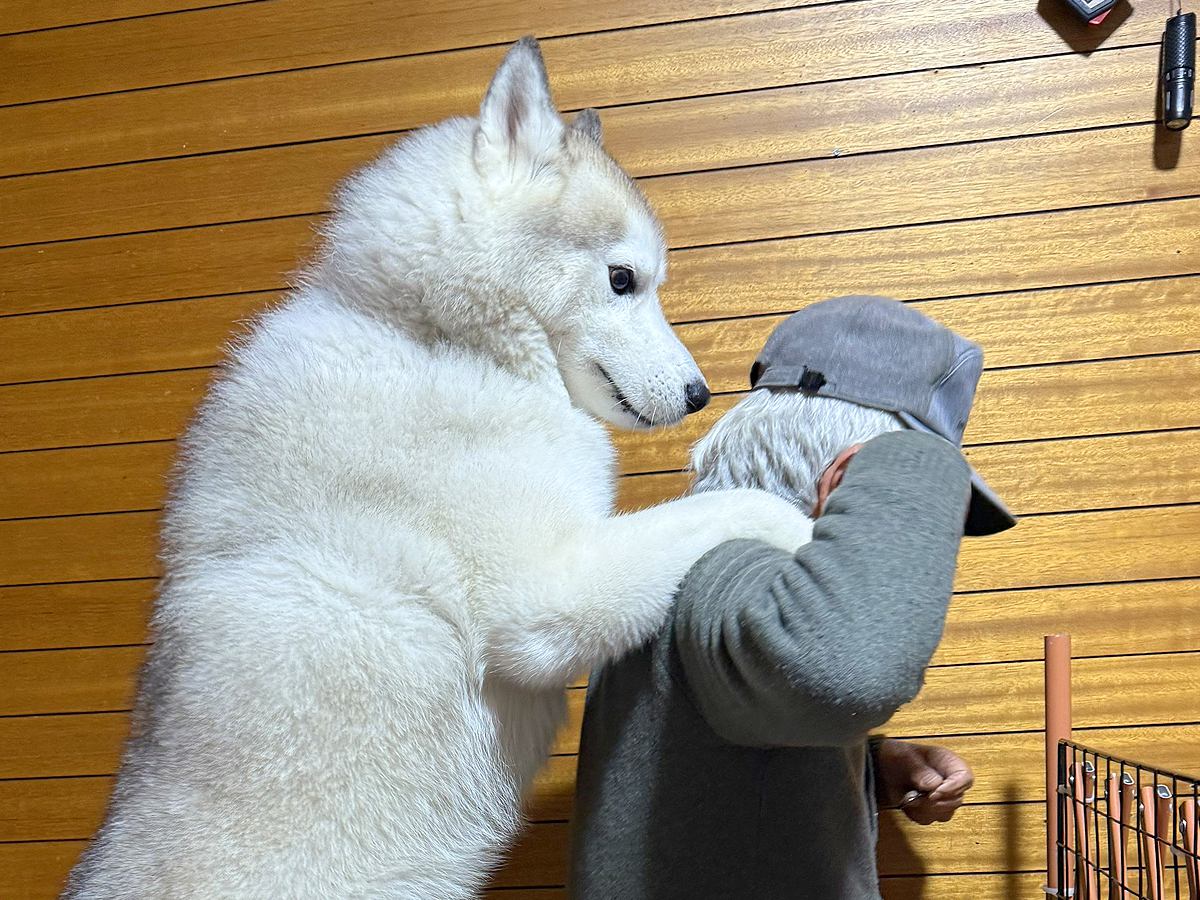 おじいちゃんに遊んで欲しいハスキー犬が…まるで本当の孫のような『ちょっかいを出す姿』に1万いいね「肩もみしてて草」「中に人入ってる？」