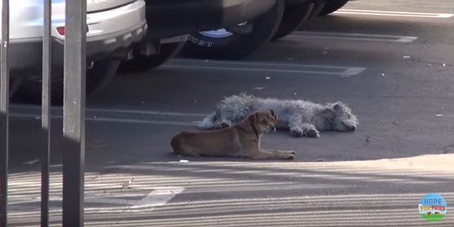 落ち着いた子と臆病な子。寄り添って路上で生きてきた小型犬コンビを保護