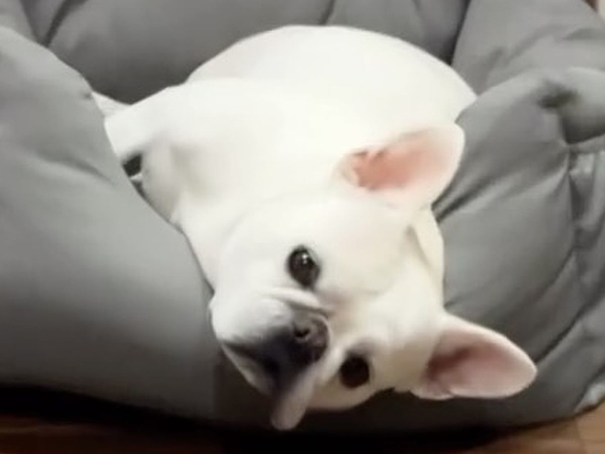 ママのお出迎えは適当にすませる犬→パパが帰宅した結果…あまりにも切ない『あからさますぎる対応の違い』に爆笑「ツンデレかな？」「可愛いｗ」