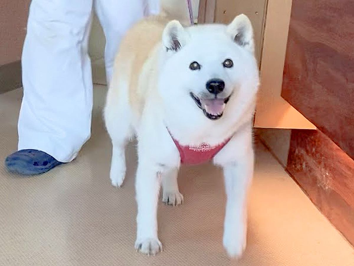 病院に預けていた犬をお迎えに→飼い主を発見した瞬間…100点満点な『尊すぎるリアクション』が18万再生「笑顔最高」「癒される」と悶絶