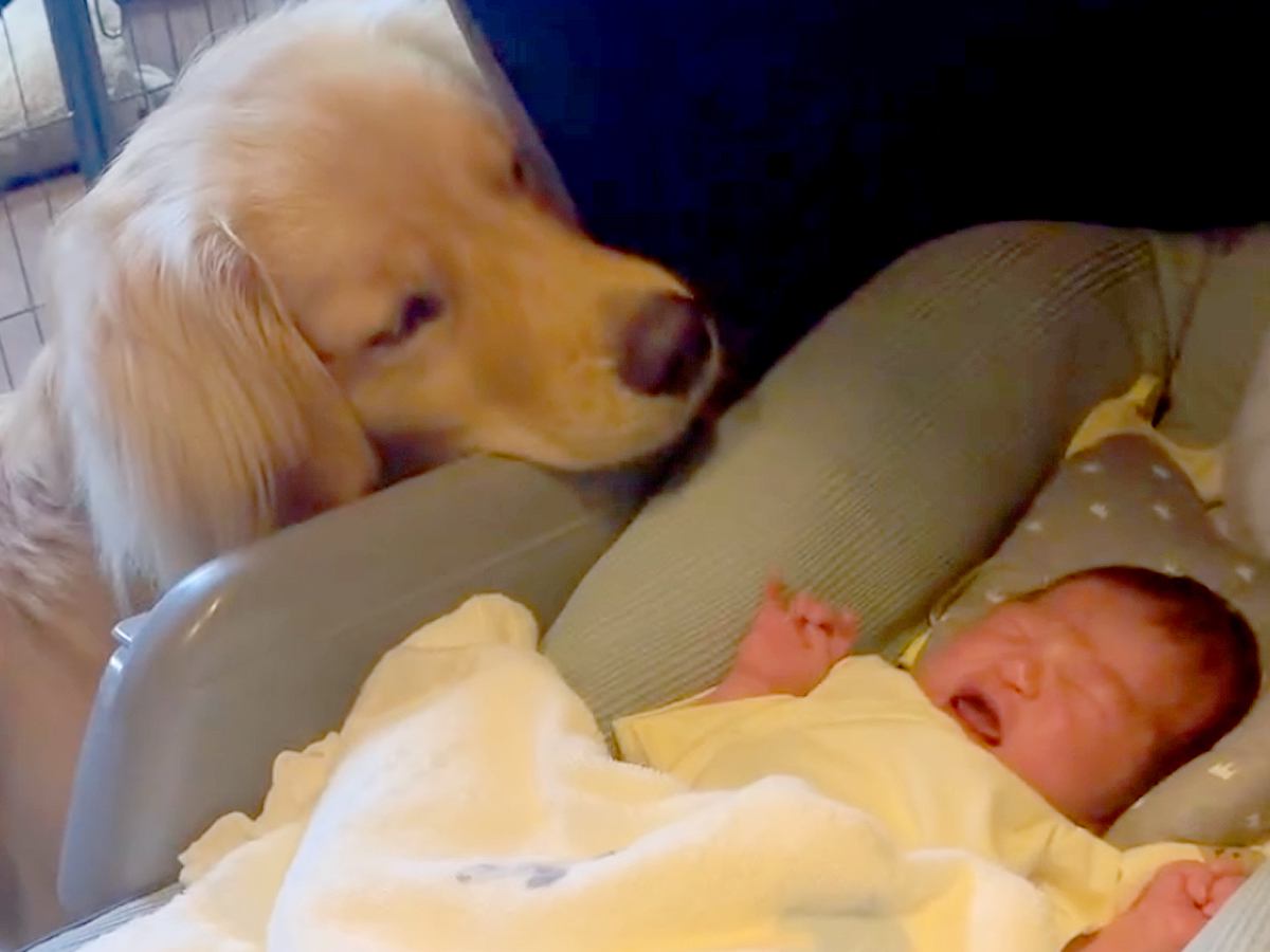 妊娠中のお母さんに寄り添っていた大型犬→無事に赤ちゃんが産まれて…泣けるほど尊い『1年間の記録』に反響「優しさに涙」「胸がいっぱい」