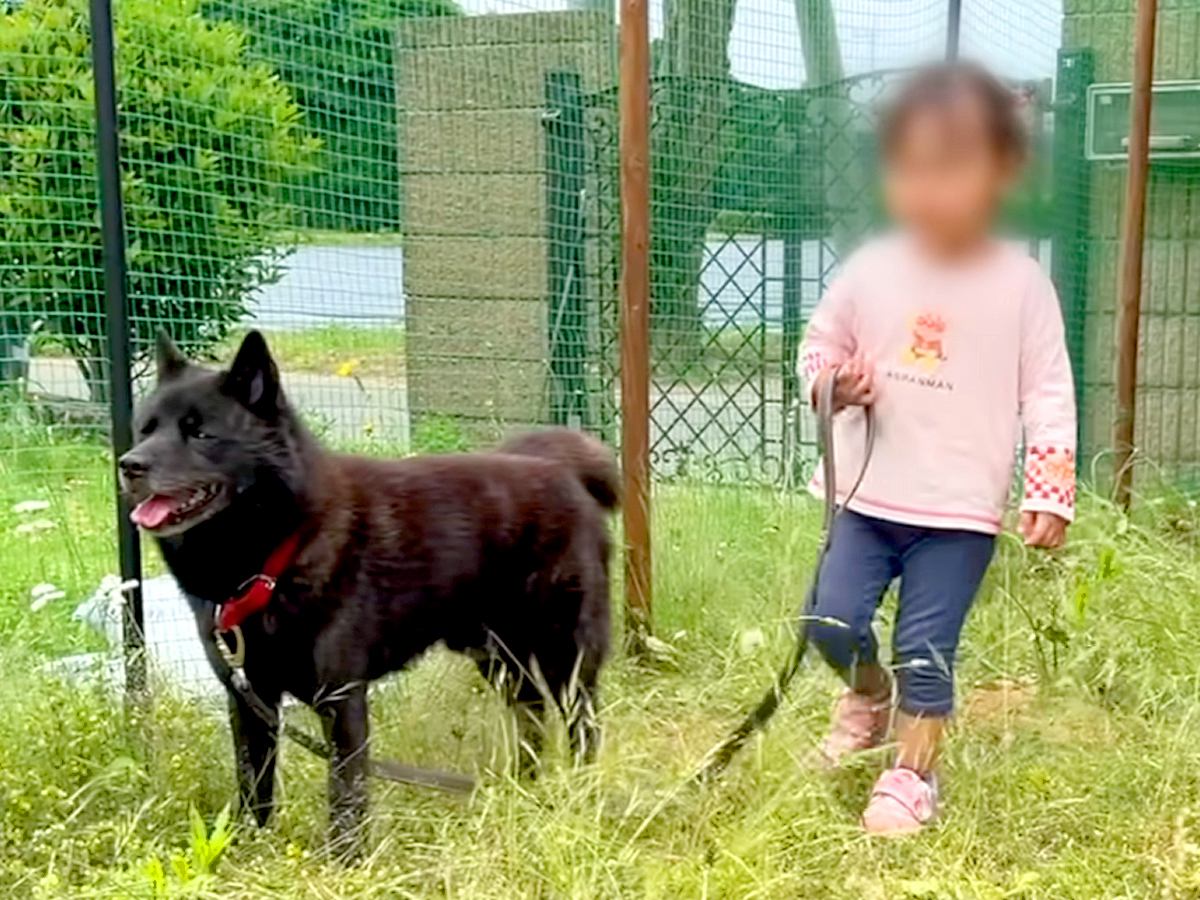 2歳の女の子に『犬のリードを持たせてみた』結果…予想外だった『まさかの行動』が56万再生「状況判断ができて凄い」「力を見極めてる」