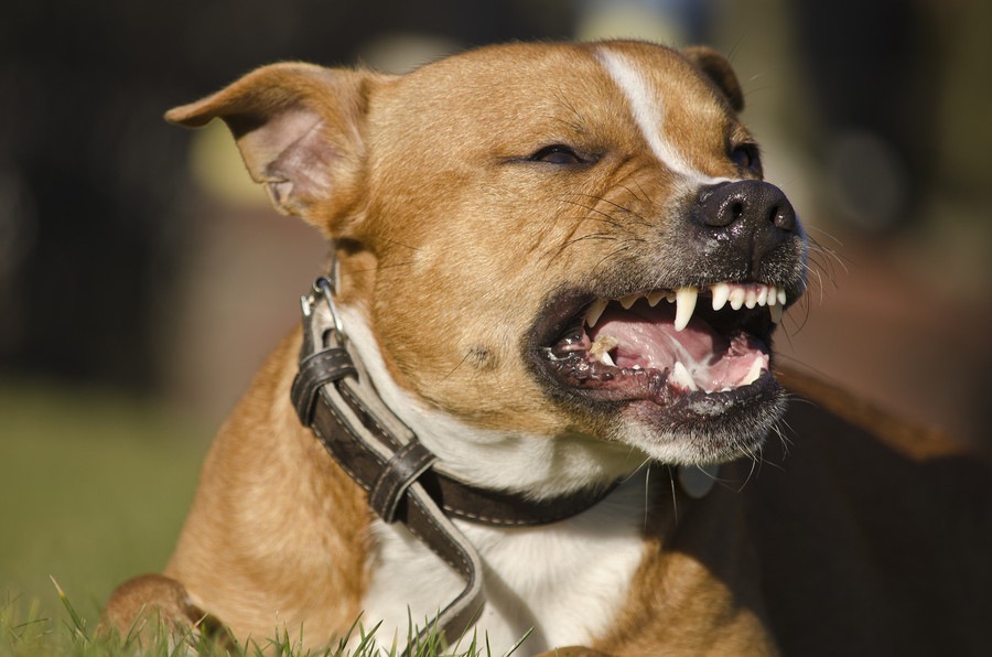 犬が物に八つ当たりをする理由とやめさせる方法