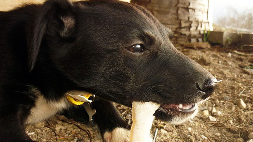 犬は骨を食べてもいいのか？その見解と正しい与え方