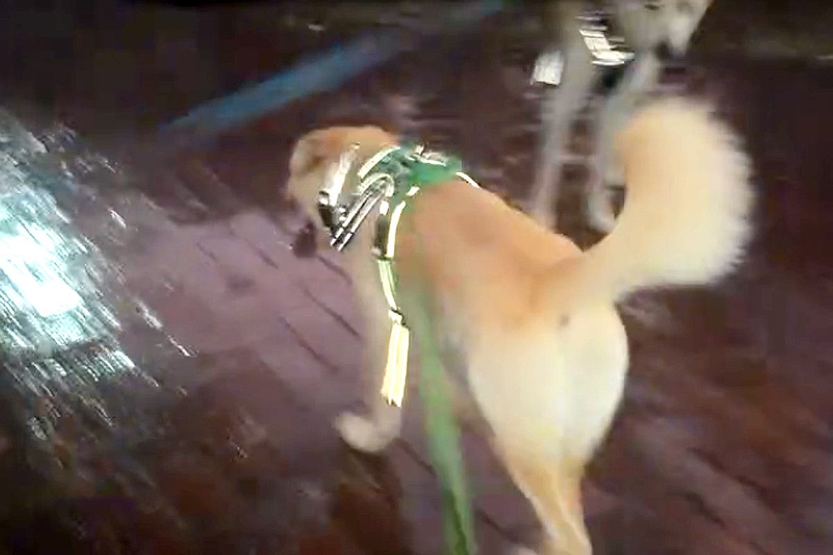 犬と初めての道を散歩し、迷子になった女性→ゲリラ雷雨にも襲われて…元野犬の兄弟が見せた『頼もしい光景』に反響「お利口さん」「素晴らしい」