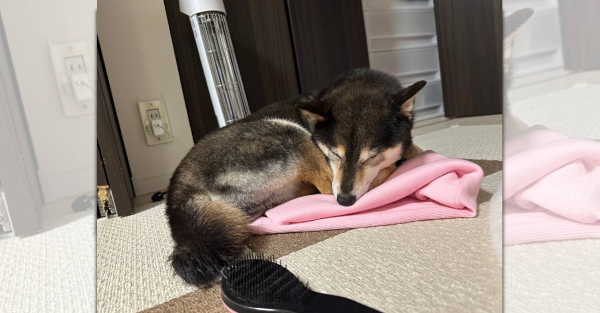 飼い主さんの匂いが大好き♡トレーナーの上で眠る柴犬さんが話題