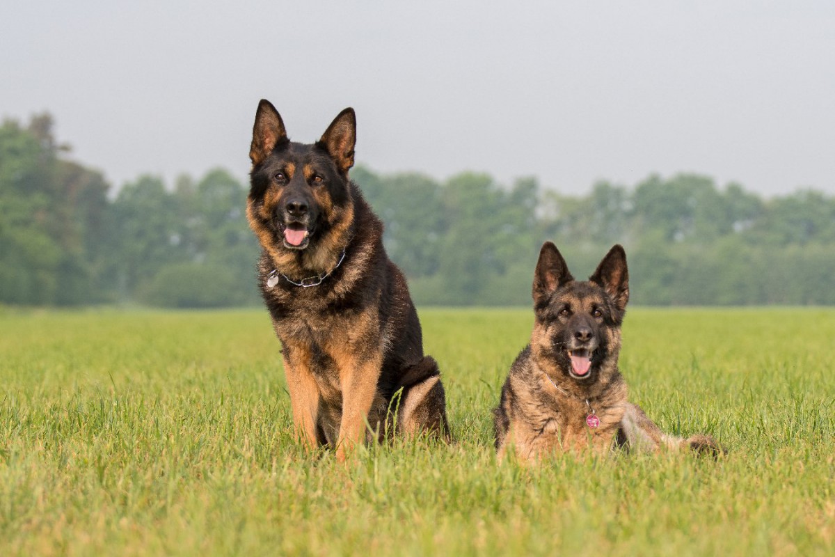 犬が人間から何かを学習する時の犬種による違いを示した研究結果