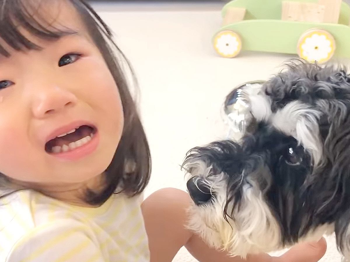 犬が『子どもとのおもちゃの取り合い』で本気を出した結果…"涙には弱い一面" 優しさあふれる光景が12万3000再生と話題に