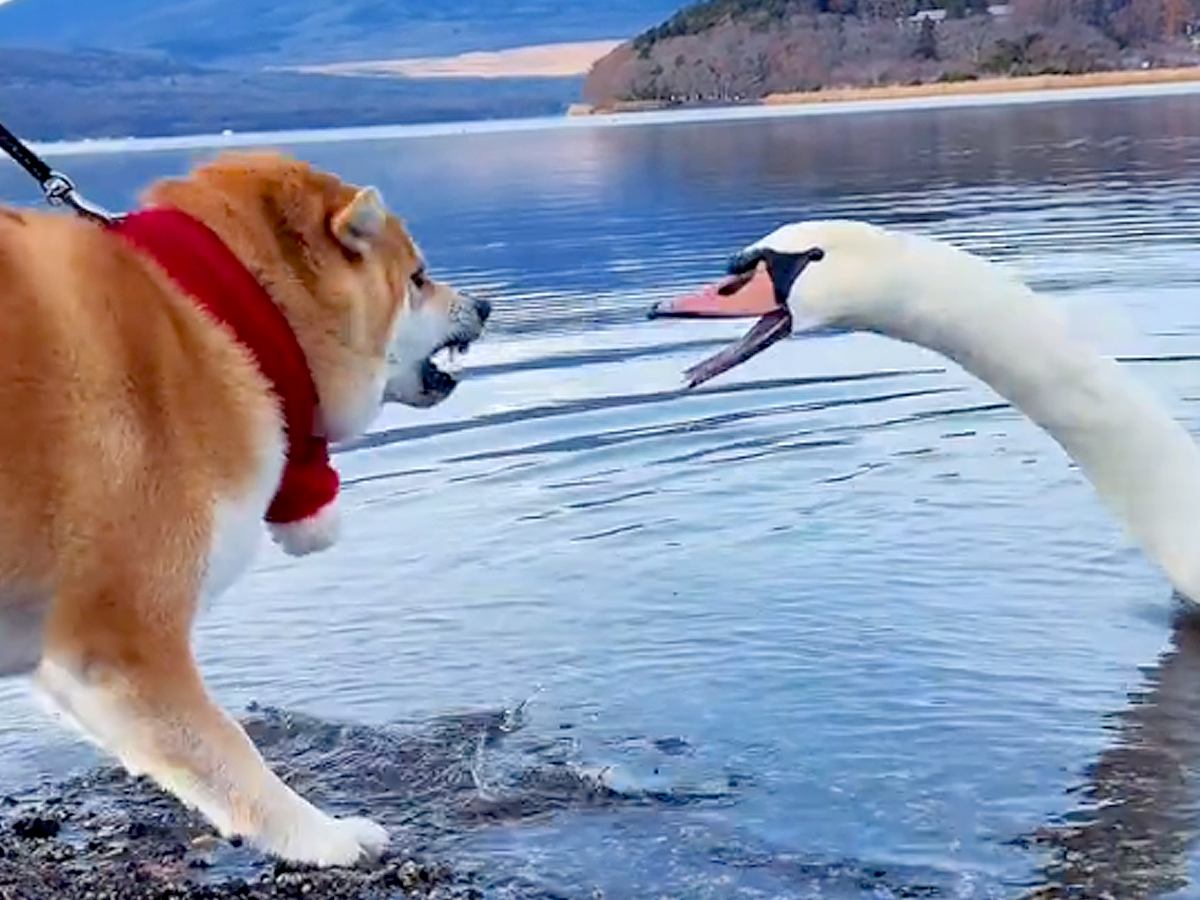 湖で『犬が白鳥と出会った』結果…富士山をバックにした『ポケモンバトルのような光景』が69万再生「最高に可愛くて笑う」「縁起いい」と絶賛