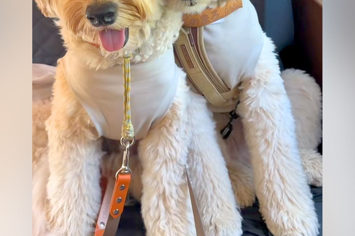 長期旅行の帰りの車内→睡魔と戦っている犬が、限界を迎えて…あまりにも愛おしい『人間のような光景』に悶絶「ずっと見てられる」「可愛すぎ」