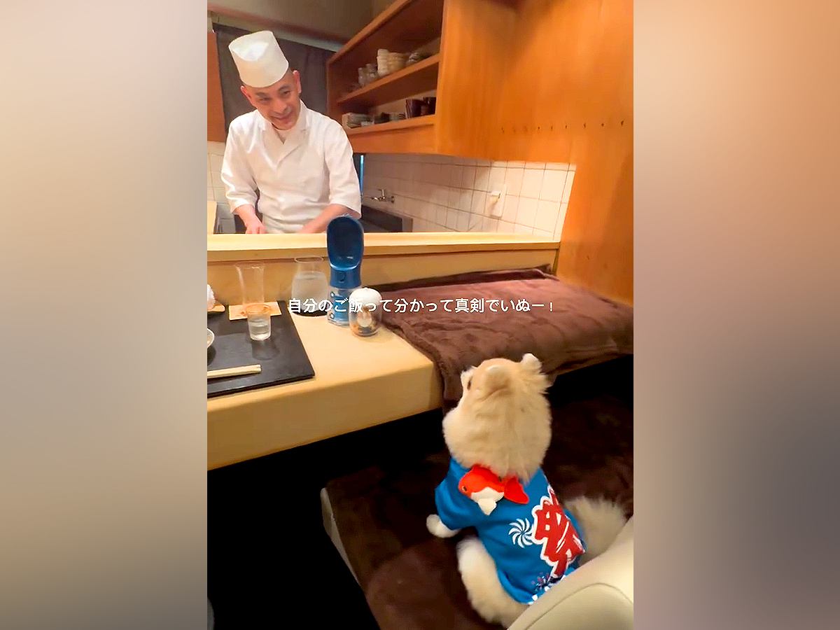 カウンターで大将からご飯を振る舞ってもらう犬→真剣な眼差しで見つめて…可愛すぎる『食事の光景』が298万再生「大将の笑顔ｗ」「いぬー！」