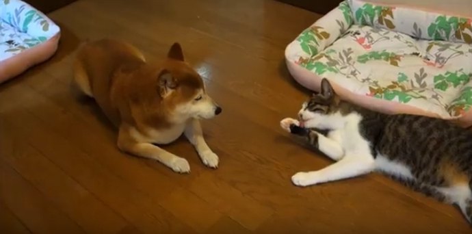 それ一体どうやってるのよ…猫の毛づくろいに見入る柴犬ちゃん♡