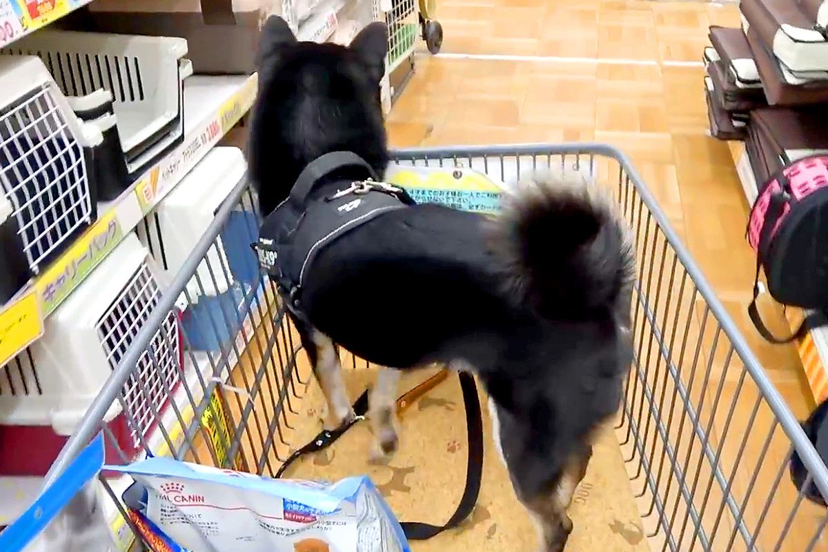 ホームセンターでお買い物を楽しむ犬→併設されている『病院の前』を通った結果…想像を超えるリアクションに反響「覚えてるｗ」「トラウマがｗ」